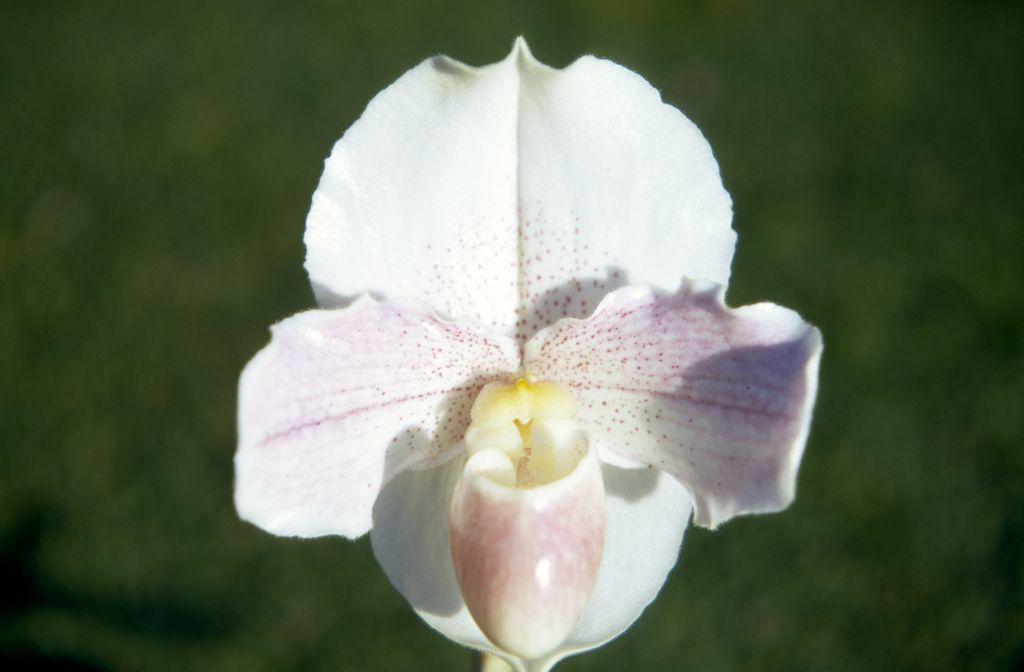 Paphiopedilum Freckles 'Angel Wings', December 1970, roll 197012H7 slide 6
