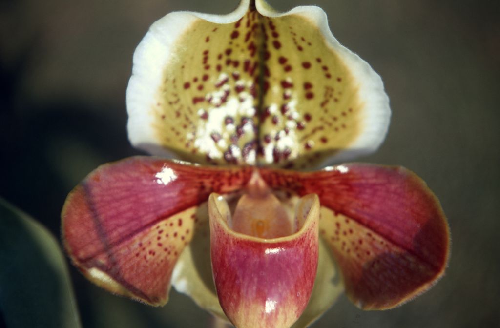 Paphiopedilum Forest King, May 1971, roll 197105H7 slide 18