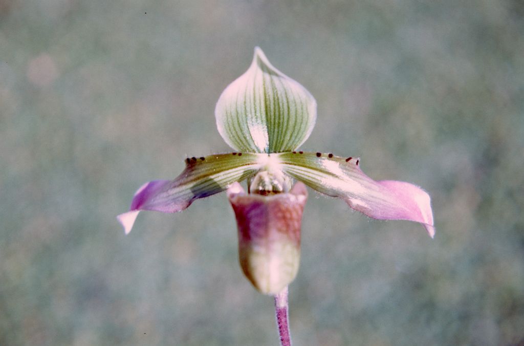 Paphiopedlium Fitchianum, December 1971, roll 197112H4 slide 15