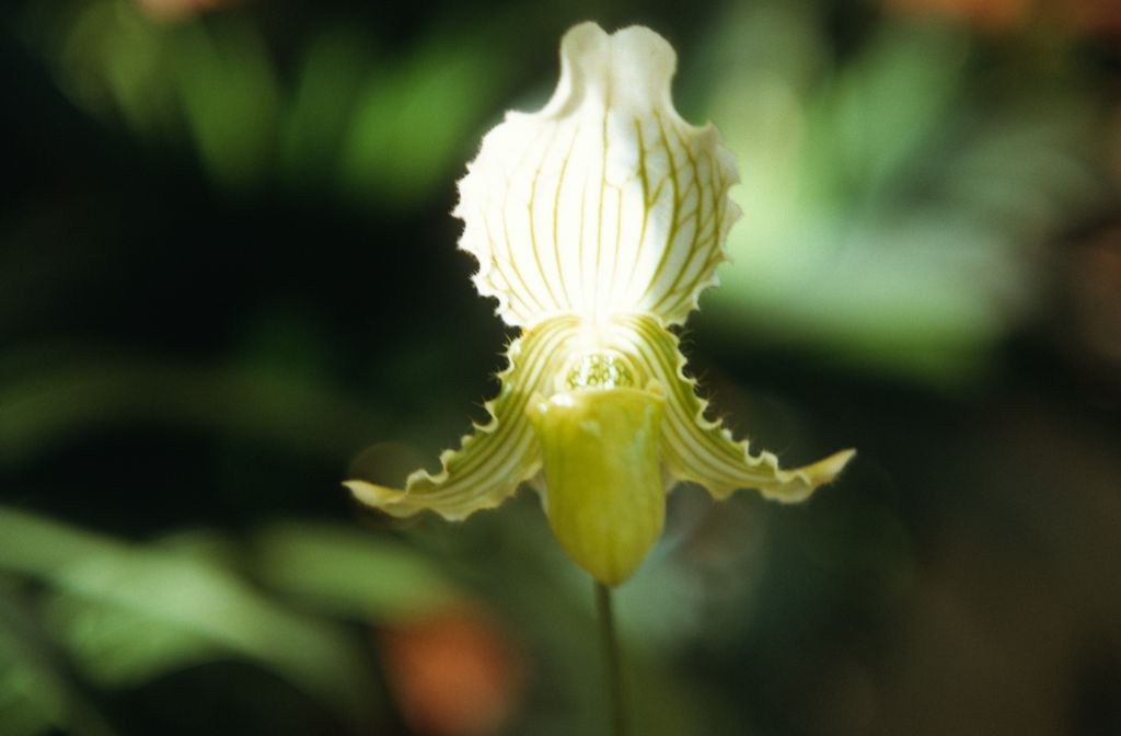 Paphiopedilum fairrieanum album, April 1972, roll 197204H7 slide 14.  Species described in 1892.