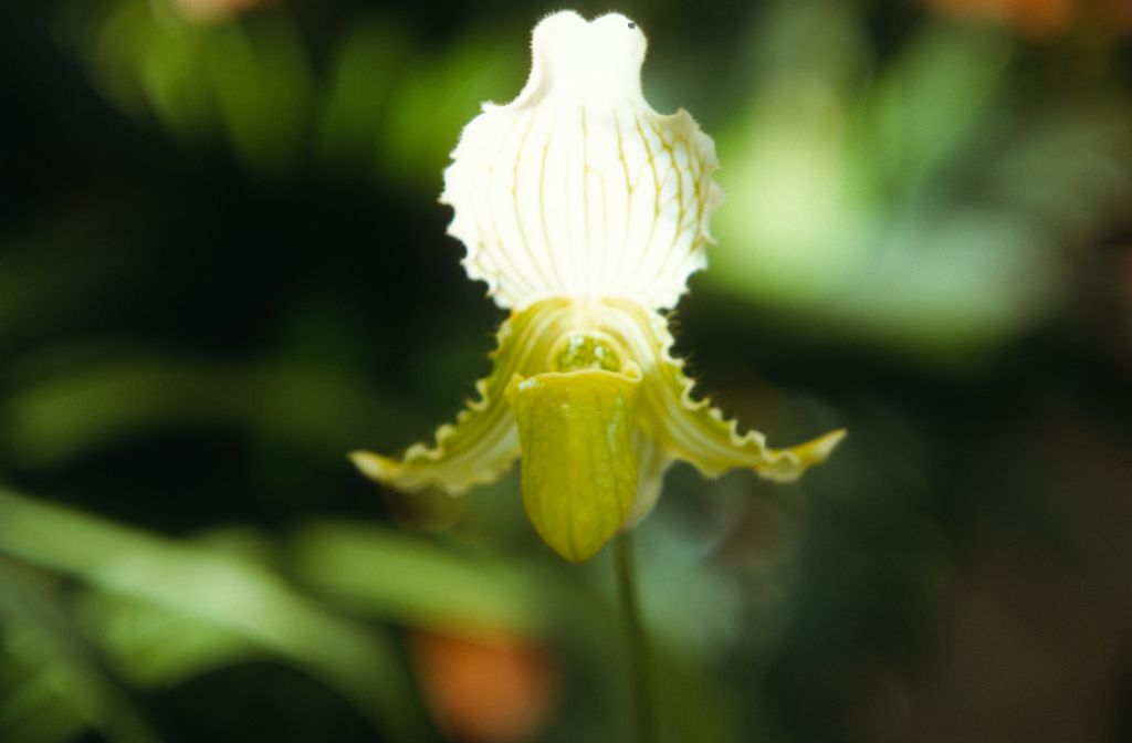 Paphiopedilum fairrieanum album, April 1972, roll 197204H7 slide 15.  Species described in 1892.
