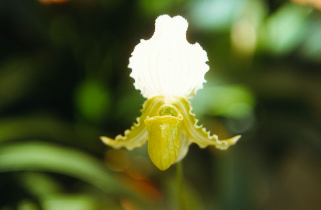 Paphiopedilum fairrieanum album, April 1972, roll 197204H7 slide 16.  Species described in 1892.