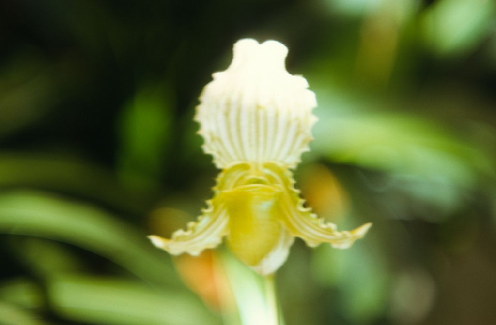 Paphiopedilum fairrieanum album, April 1972, roll 197204H7 slide 17.  Species described in 1892.