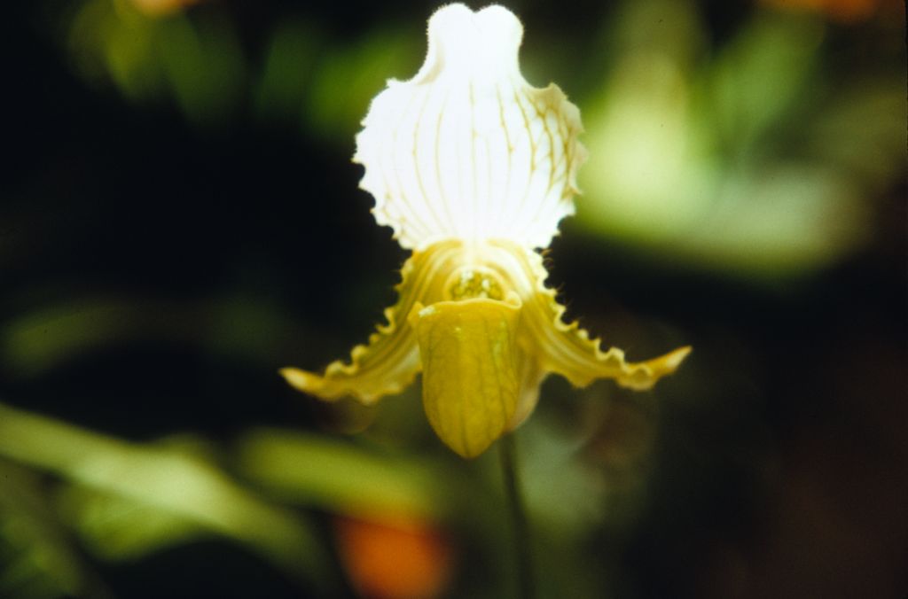 Paphiopedilum fairrieanum album, Duplicate Slide 26, made in April 1972, roll 197204P15.  Species described in 1892.