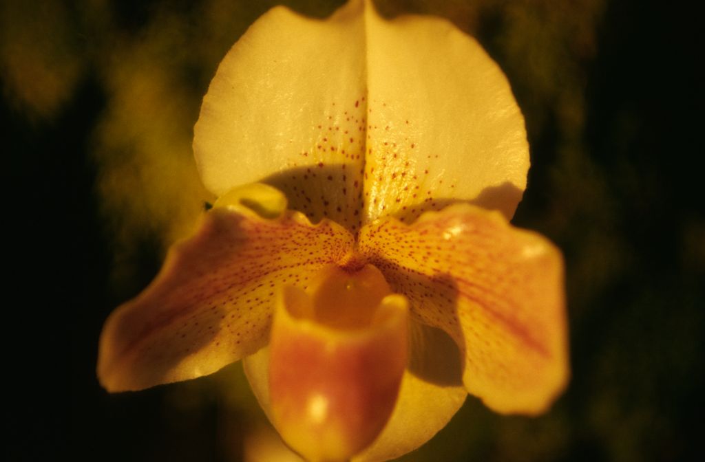 Paphiopedilum Freckles 'Pink Wings', December 1973, roll 197312H7 slide 18
