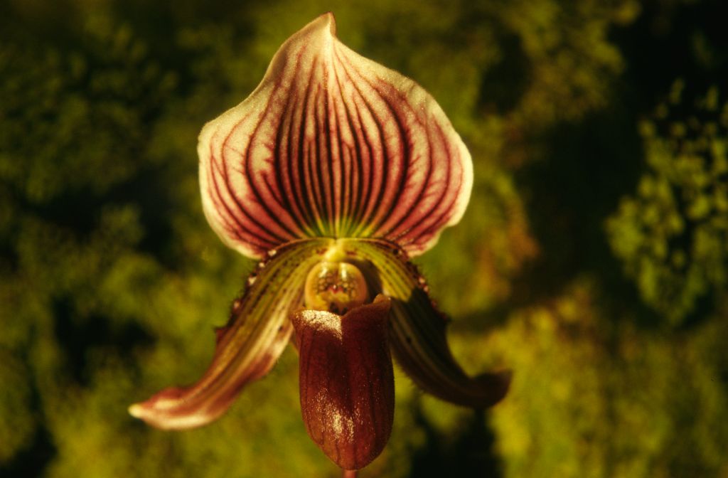 Paphiopedilum Faire-Maud, December 1973, roll 197312H7 slide 9