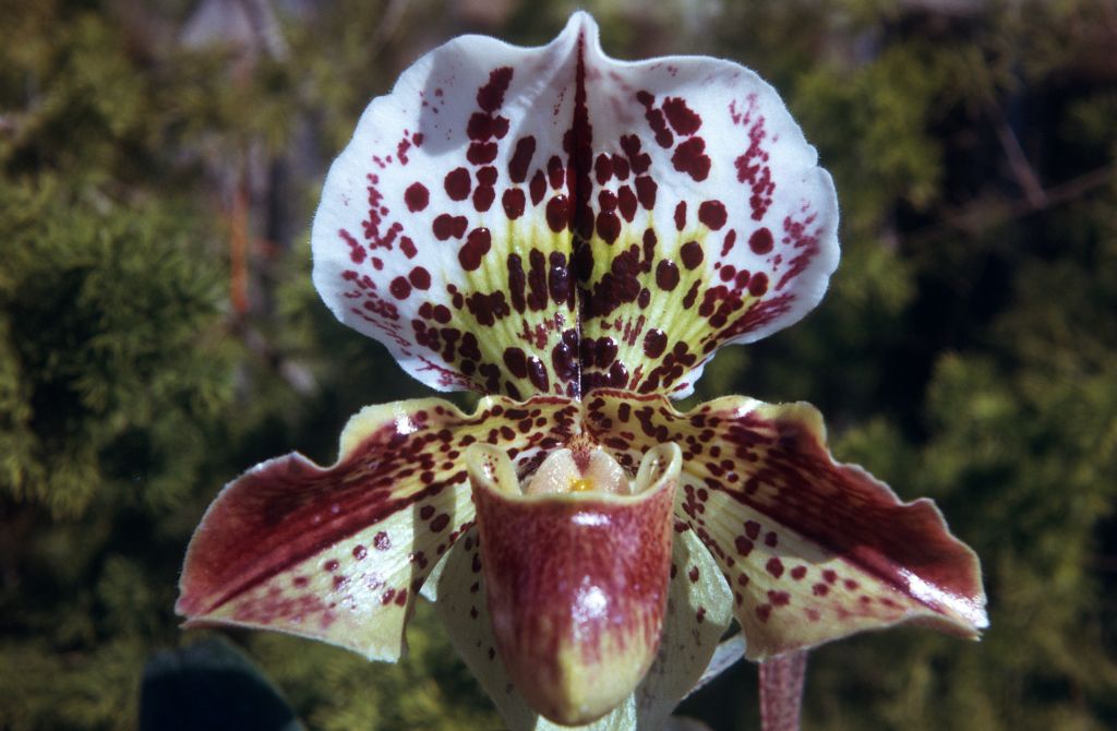 Paphiopedilum Farnlow, May 1974, roll 197405H12 slide 1