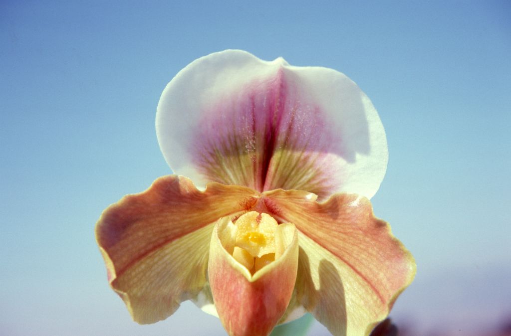 Paphiopedilum Frostlight, December 1974, roll 197412H12 slide 1