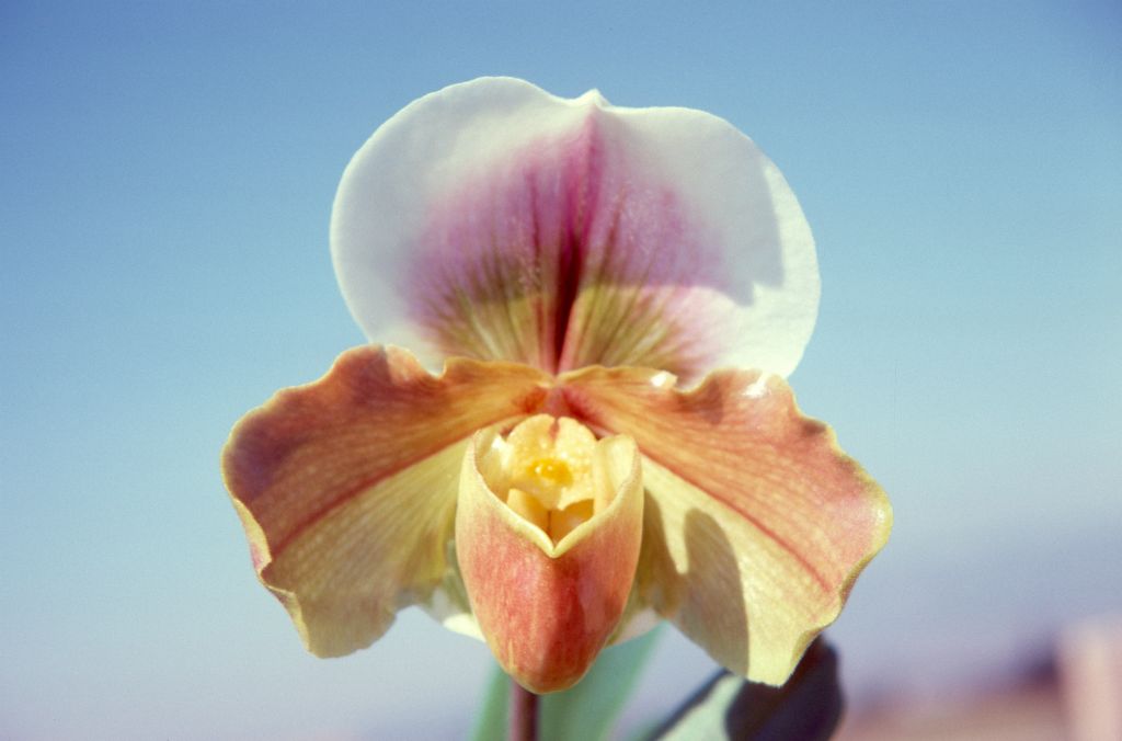 Paphiopedilum Frostlight, December 1974, roll 197412H12 slide 2