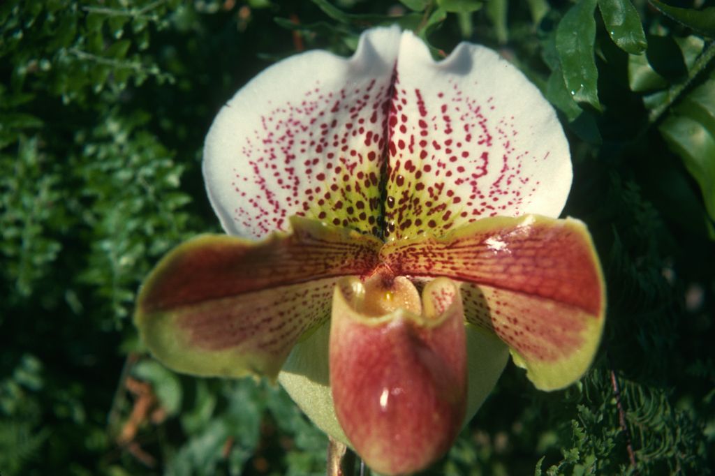 Paphiopedilum Farnmoore 'Rex', February 1975, roll 197502H12 slide 11