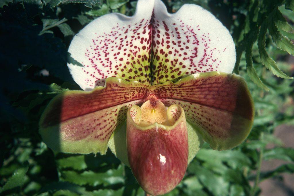 Paphiopedilum Farnmoore 'Rex', February 1975, roll 197502 slide 6
