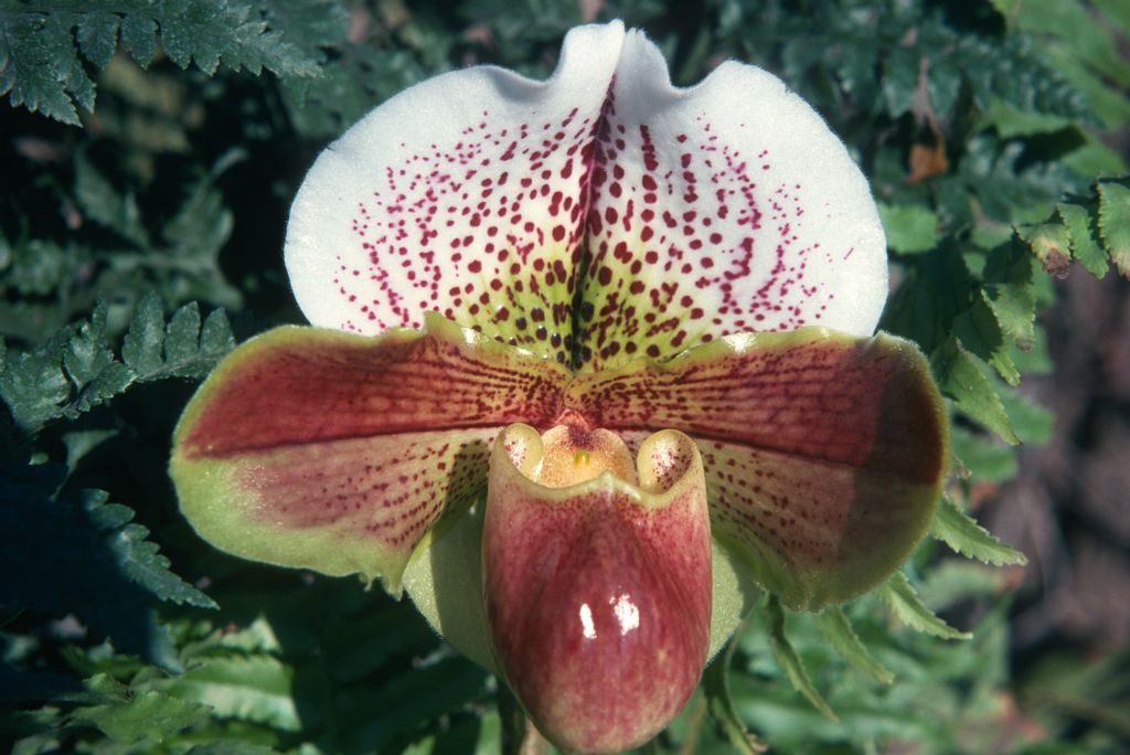 Paphiopedilum Farnmoore 'Rex', February 1975, roll 197502H12 slide 7
