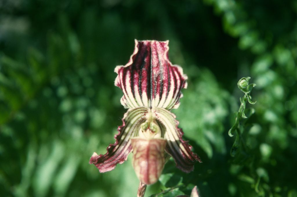 Paphiopedilum fairrieanum, April, 1975, roll 197504H12 slide 5.  Species described in 1892.