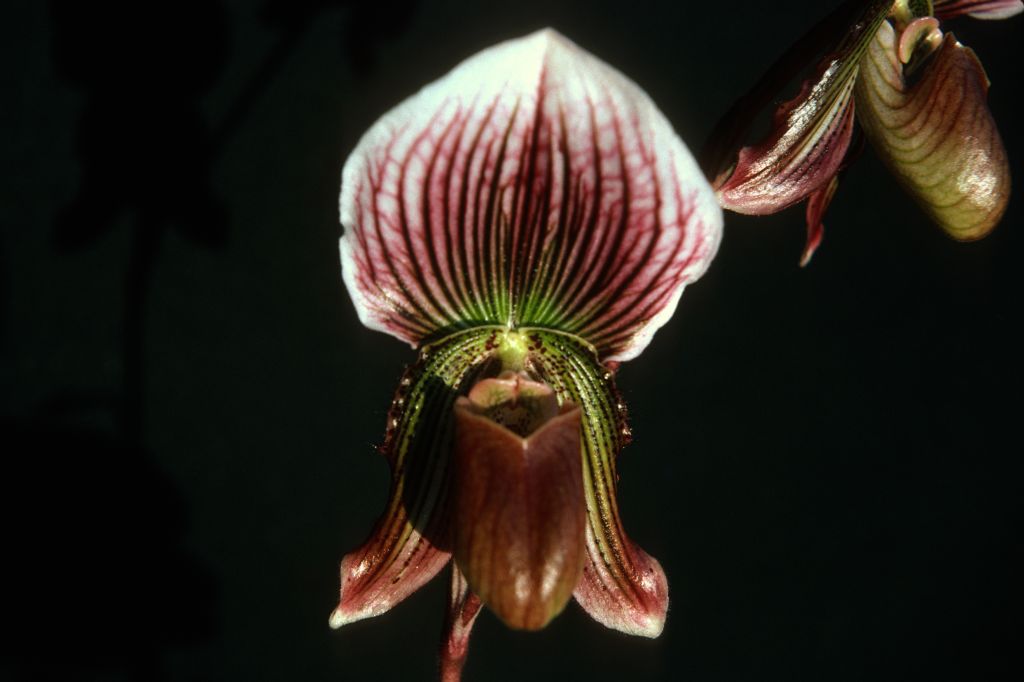 Paphiopedilum Faire-Maud 'Perfection', December 1975, roll 197512H7 slide 11