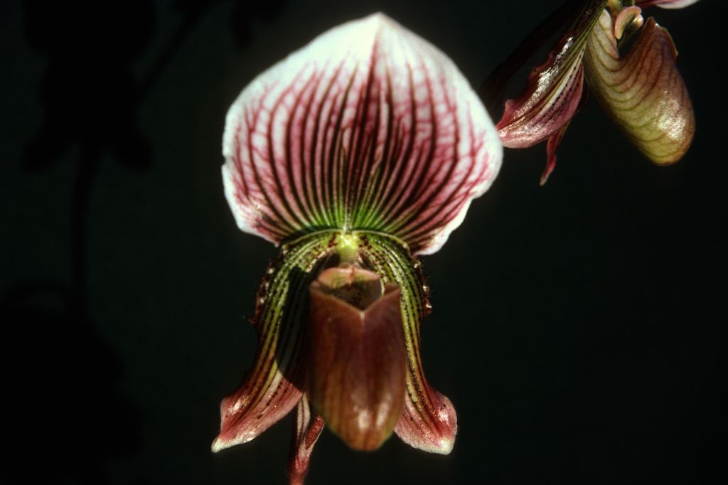 Paphiopedilum Faire-Maud 'Perfection', December 1975, roll 197512H7 slide 12