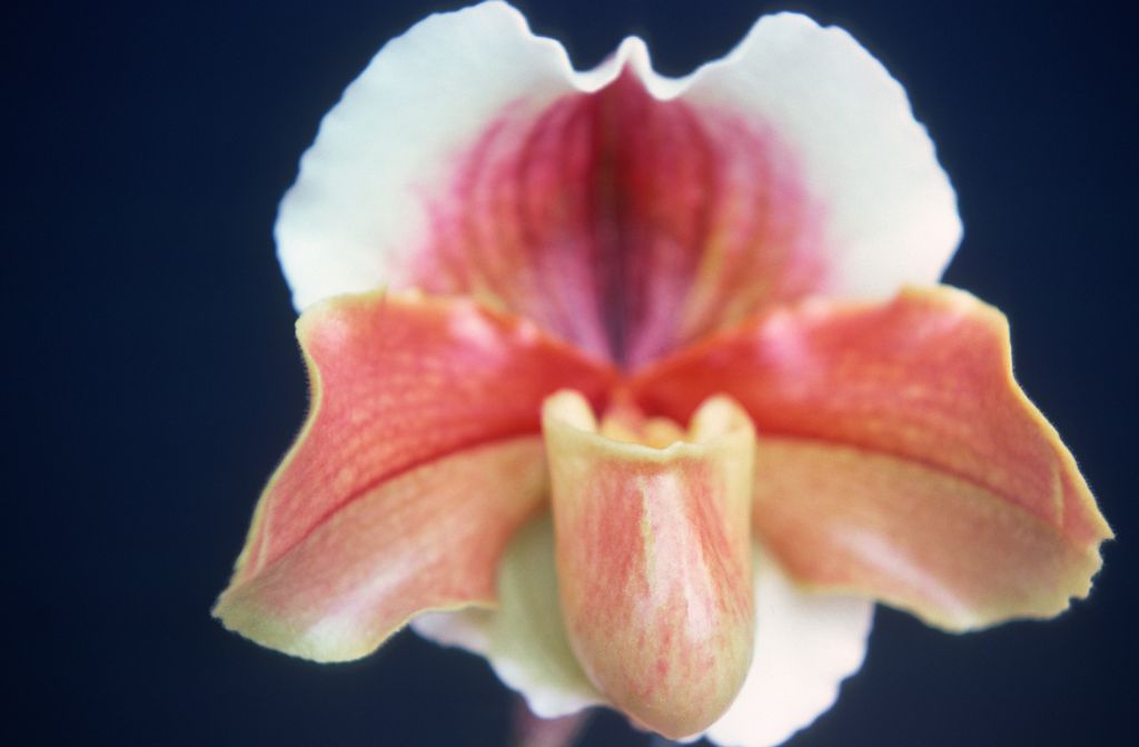 Paphiopedilum Frostlight 'Carimo', March 1976, roll 197603H9 slide 10