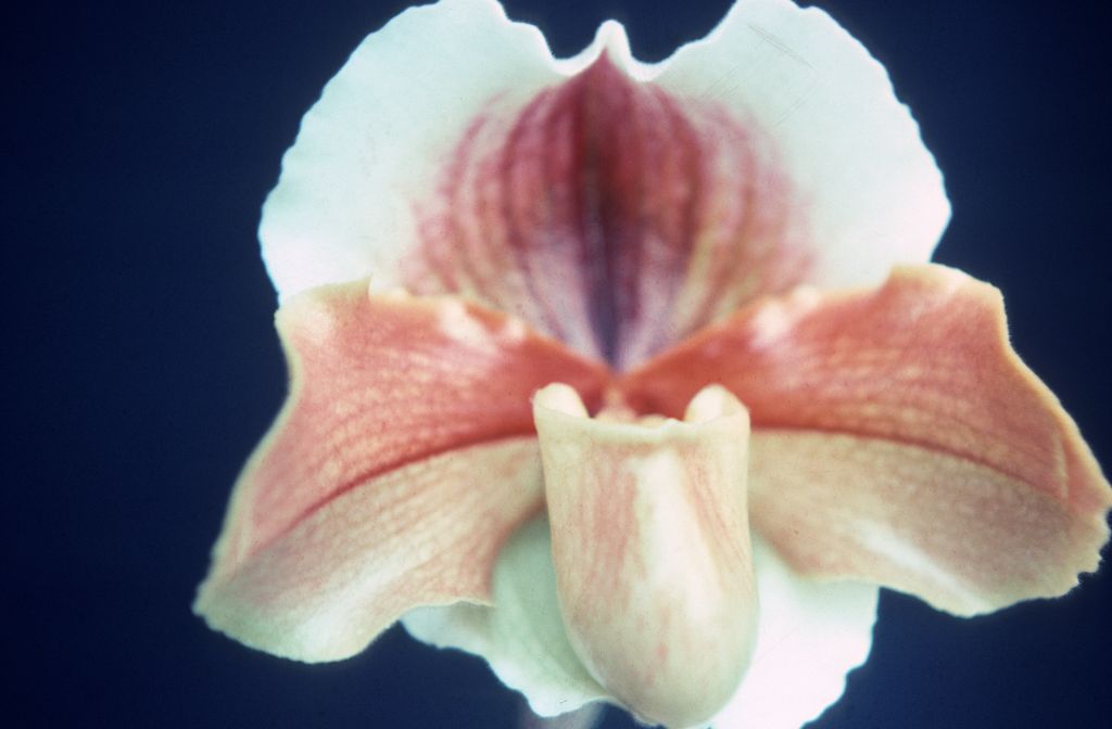 Paphiopedilum Frostlight 'Carimo', March 1976, roll 197603H9 slide 9