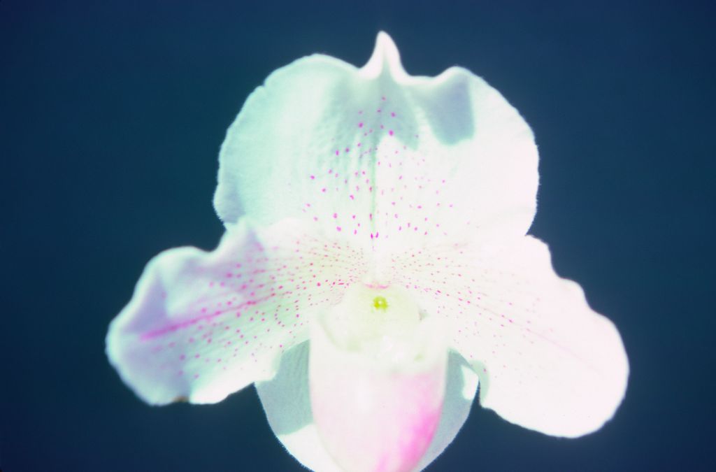 Paphiopedilum Freckles 'Carimo' HCC/AOS, May 1976, roll 197605H9 slide 5