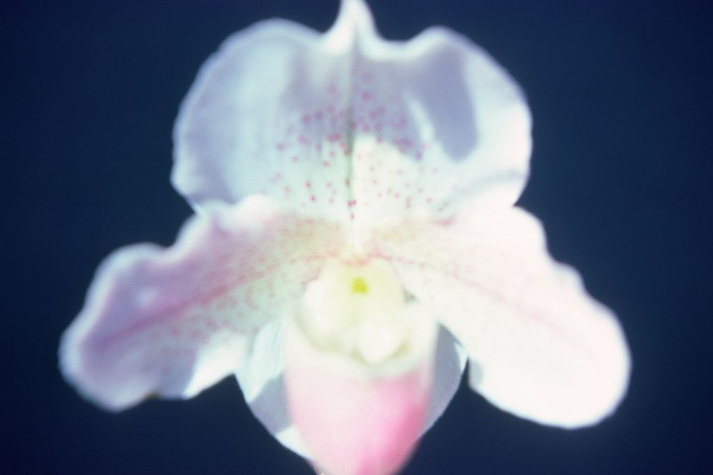 Paphiopedilum Freckles 'Carimo' HCC/AOS, May 1976, roll 197605H9 slide 6