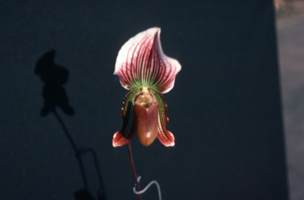 Paphiopedilum Faire-Maud, August 1977, roll 197708H7black slide 13