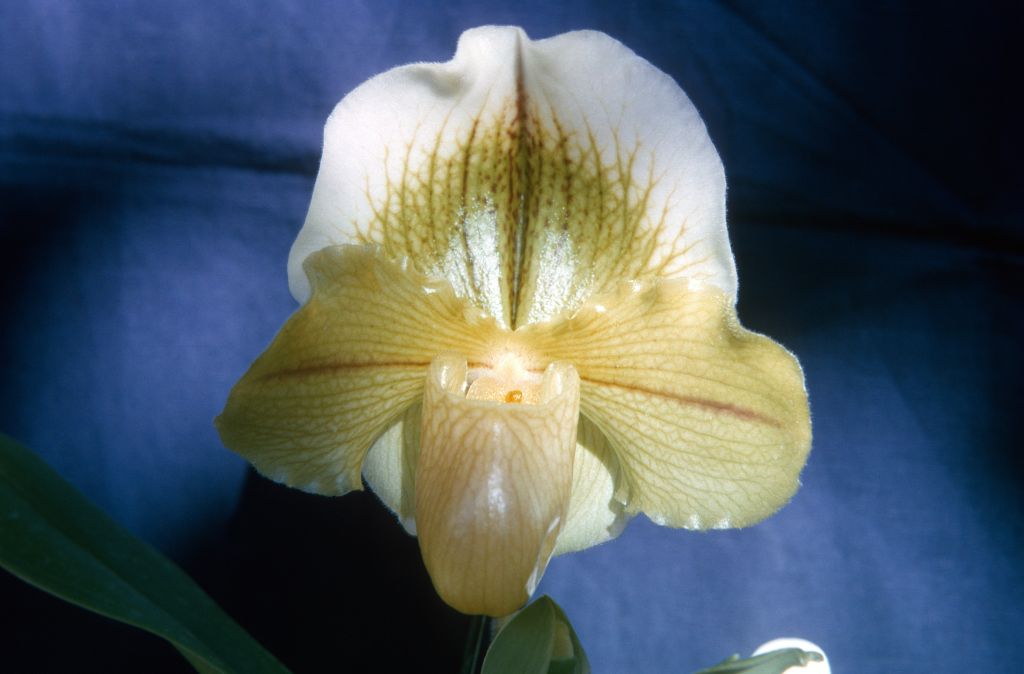 Paphiopedilum Gwenpur 'Symmetry', February 1965, roll 196502H slide 15