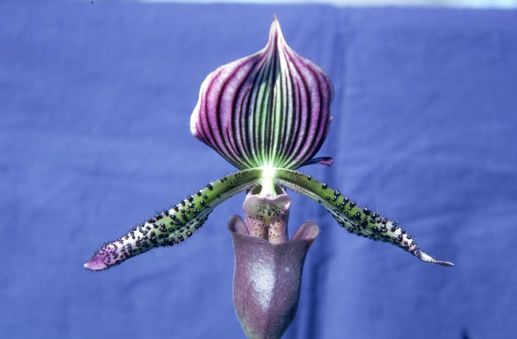 Paphiopedilum Gowerianum purpurascens, August 1965, roll 196508H slide 13