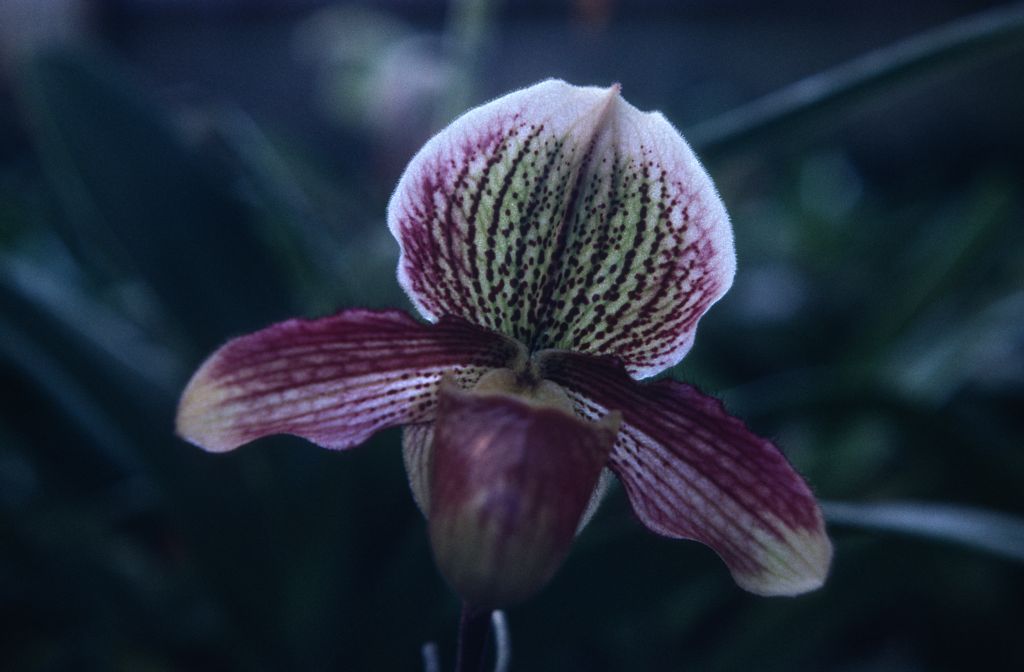 Paphiopedilum Germaine Opoix, November 1967, roll 196711H1 slide 2
