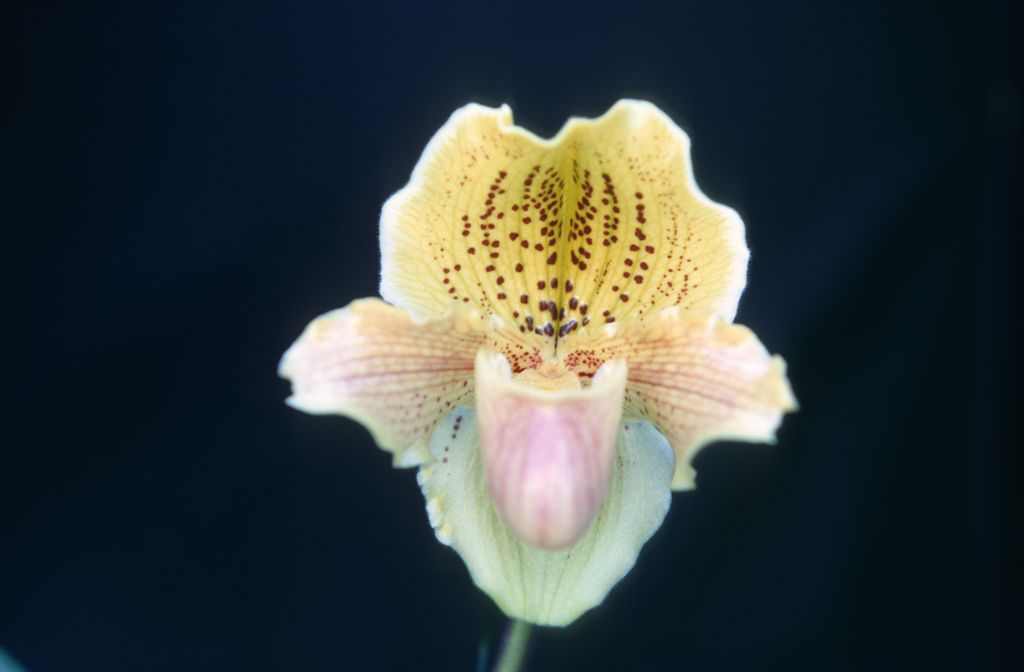 Paphiopedilum Golden Orb 'XXXX', February 1968, roll 196802H7 slide 3