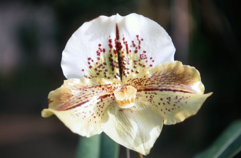 Paphiopedilum Grandmoor 'Conformation' HCC/AOS (no such award has been found, but a very similar cultivar called 'St. Kim' received HCC/AOS on January 8, 1968 when exhibited at Los Angeles monthly judging by Cobb's Orchids of Santa Barbara), January 1970, roll 197001H6 slide 5