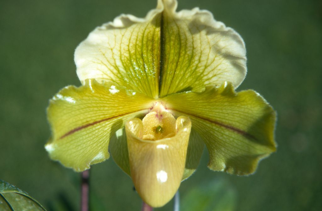 Paphiopedilum Gwenpur 'McFie', December 1970, roll 197012H7 slide 2