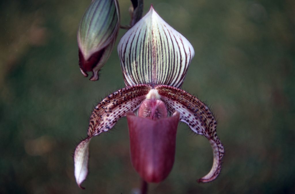 Paphiopedilum Gaudianum 'Rands', May 1971, roll 197105H7 slide 1