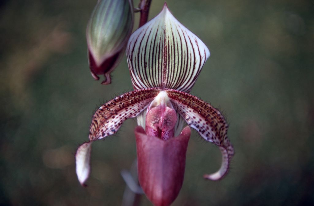 Paphiopedilum Gaudianum 'Rands', May 1971, roll 197105H7 slide 2