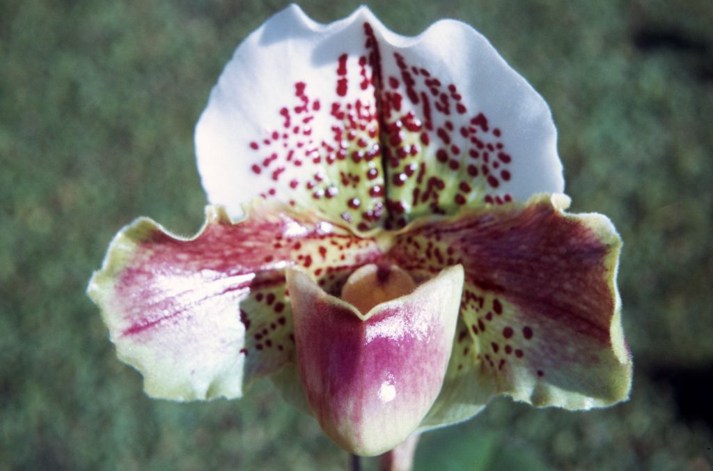 Paphiopedilum Glenshea 'McFie', December 1971, roll 197112H4 slide 12