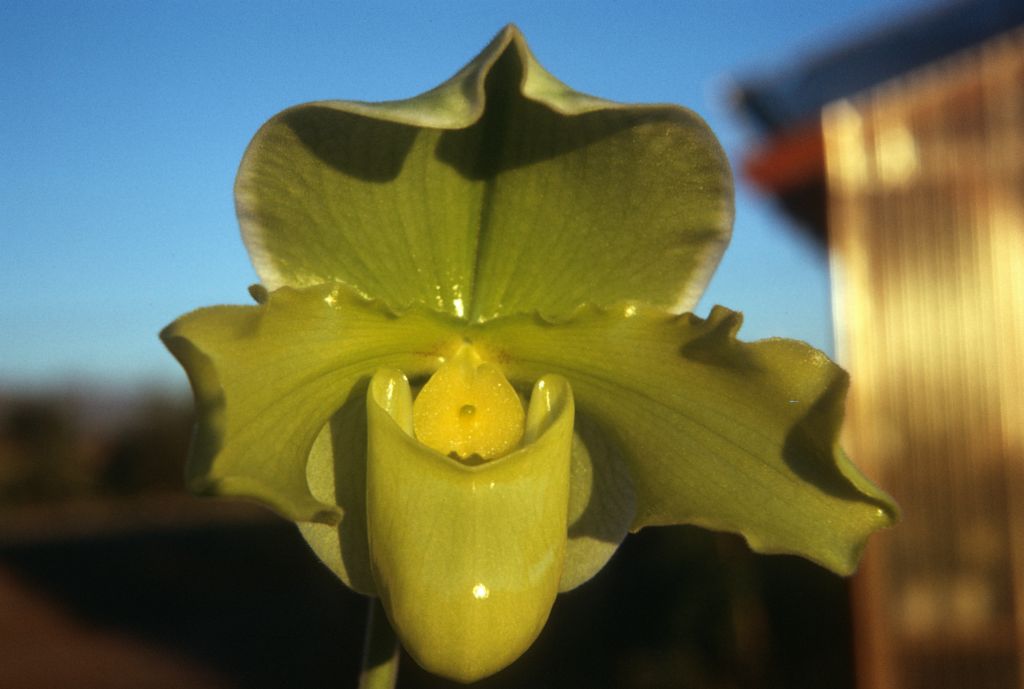 Paphiopedilum Golden Acres 'Stately' AM/AOS/ODC, December 1972, roll 197212H11 slide 20