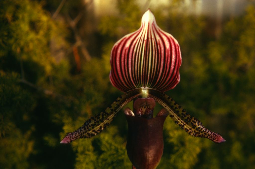 Paphiopedilum Gowerianum purpurascens, February 1974, roll 197402H11 slide 18