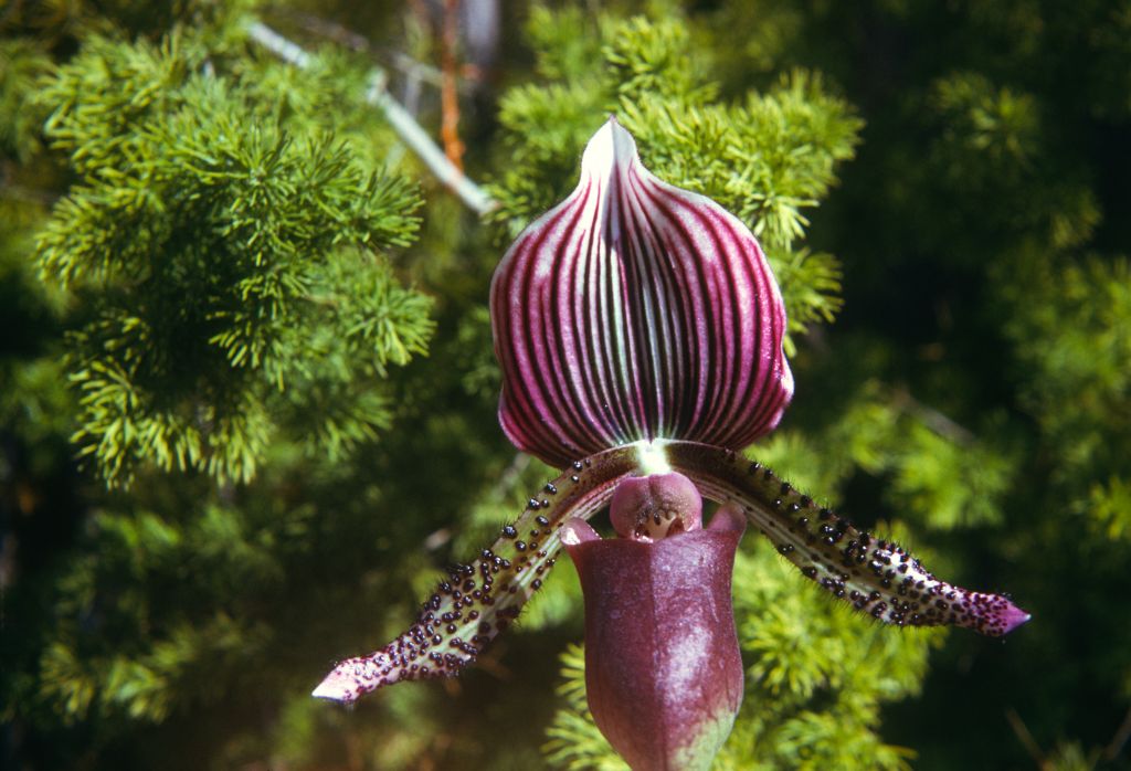 Paphiopedilum Gowerianum purpurascens, February 1974, roll 197402H11 slide 19