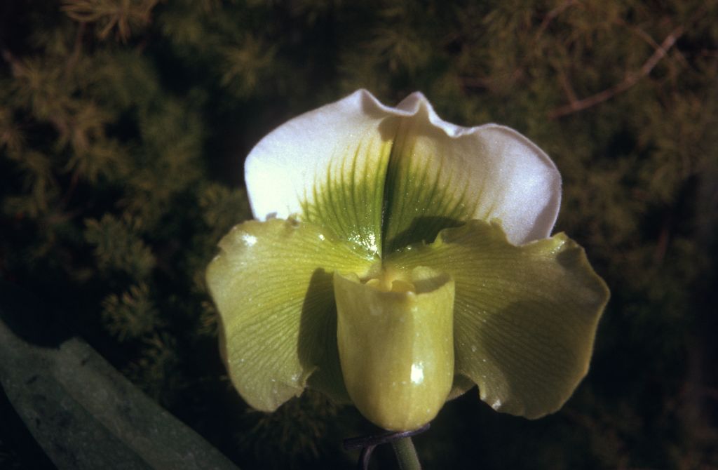 Paphiopedilum Greensleeves 'Country Acres', May 1974, roll 197405H12 slide 4