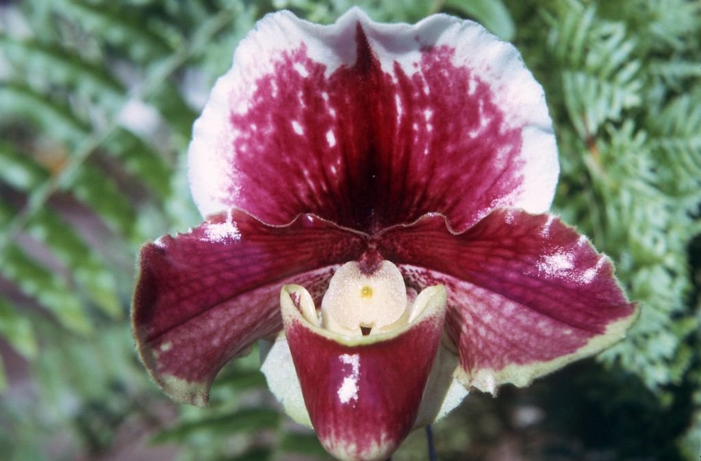 Paphiopedilum Gaycheck, November 1974, roll 197411H1 slide 19