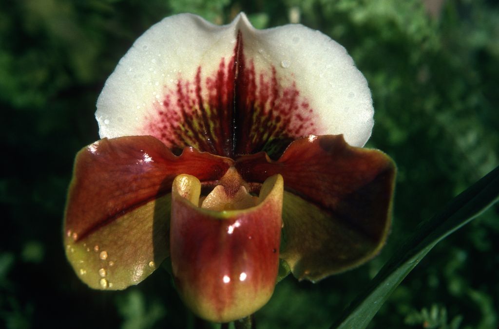 Paphiopedilum Gigi 'Sparkle' AM/ODC, December 1974, roll 197412H12 slide 21