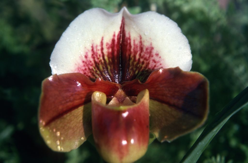 Paphiopedilum Gigi 'Sparkle' AM/ODC, December 1974, roll 197412H12 slide 22