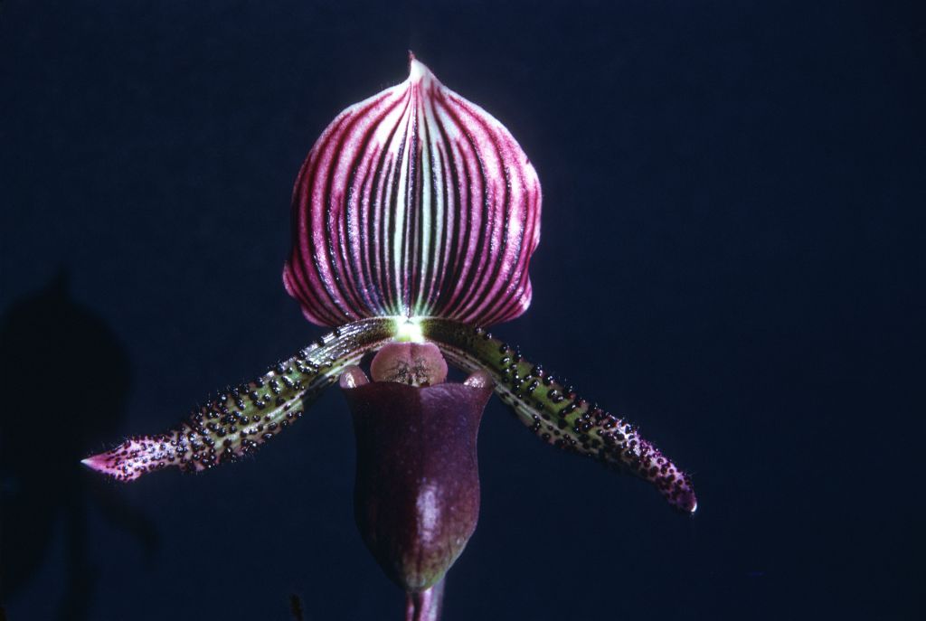 Paphiopedilum Gowerianum purpurascens, August 1975, roll 197508H6red slide 1