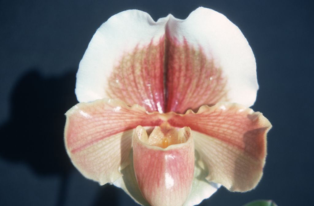 Paphiopedilum Golden Chalice 'Carimo Special', March 1976, roll 197603H9 slide 12