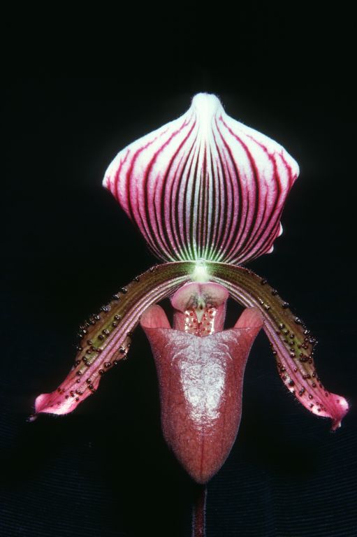 Paphiopedilum Gowerianum 'Brugense', May 1976, roll 197605 slide 1