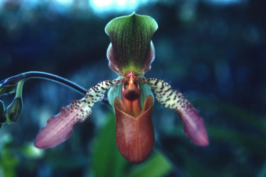 Paphiopedilum Glaucolowii 'Carimo', January 1977, roll 197701H10 slide 17