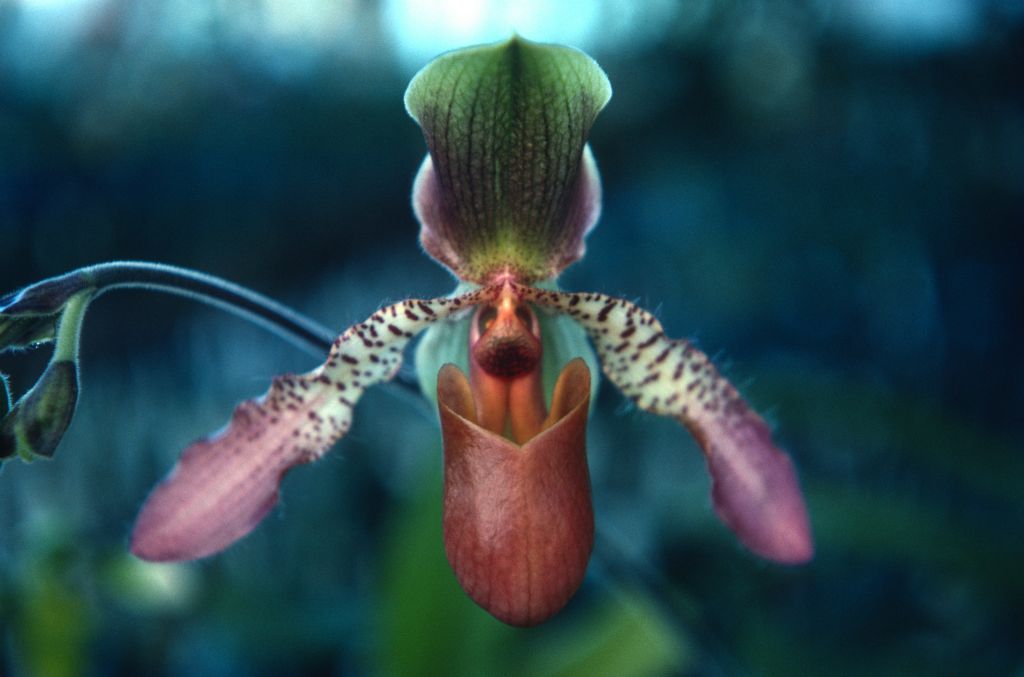 Paphiopedilum Glaucolowii 'Carimo', January 1977, 197701H10 slide 18