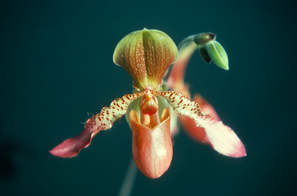 Paphiopedilum Glaucolowii 'Carimo', January 1977, roll 197701H9 slide 10