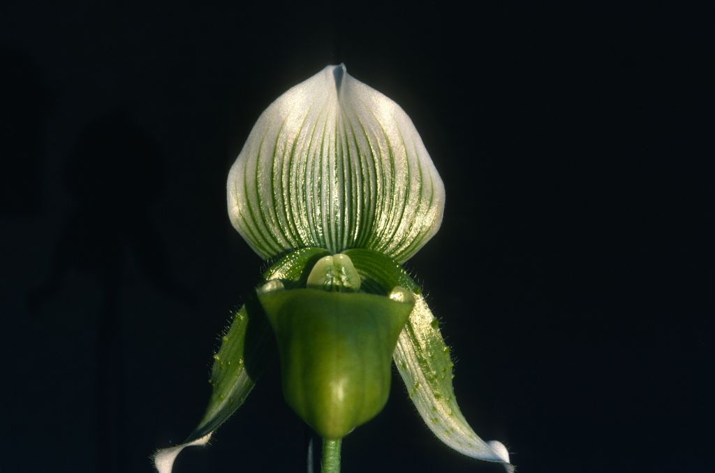 Paphiopedilum Goultenianum, slide unlabeled but slides 1-3 identified on slide box cover, July 1978, roll 197807H8black slide 1