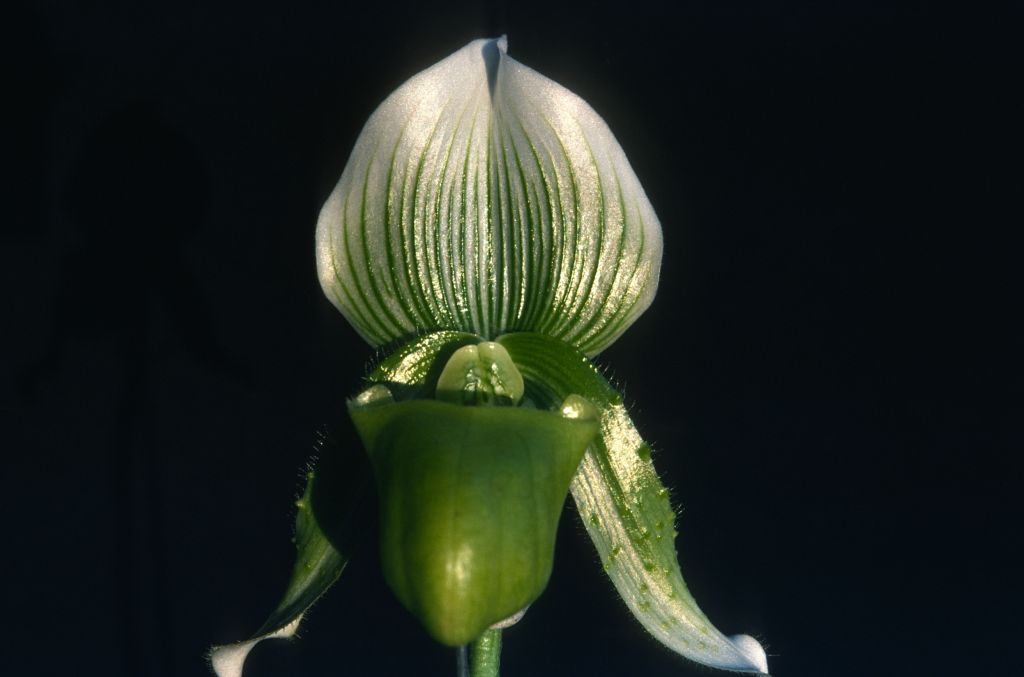 Paphiopedilum Goultenianum, slide unlabeled but slides 1-3 identified on slide box cover, July 1978, roll 197807H8black slide 2
