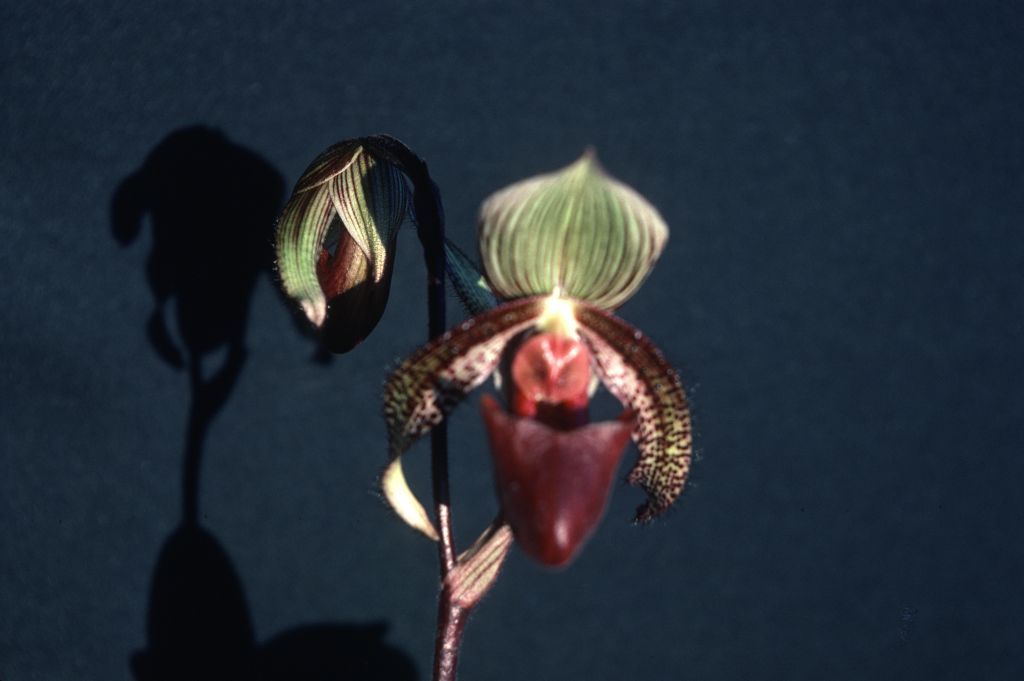 Paphiopedilum Gaudianum?, "plant not tagged", December 1978, roll 197812H5 slide 11