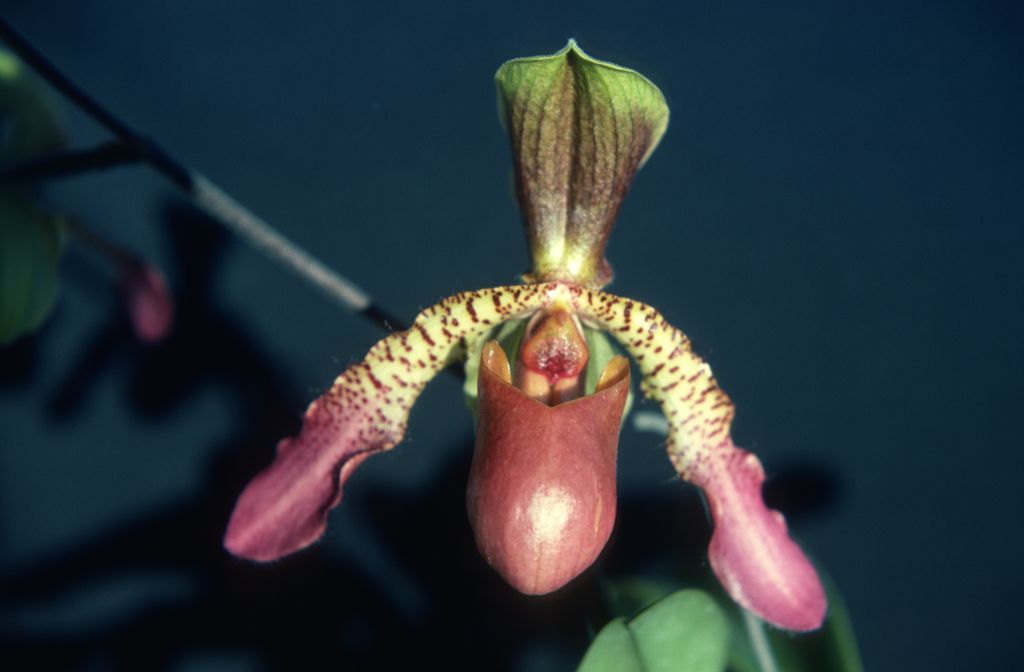 Paphiopedilum Glaucolowii, December 1978, roll 197812H9 slide 13